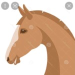 Portfolio of Woody